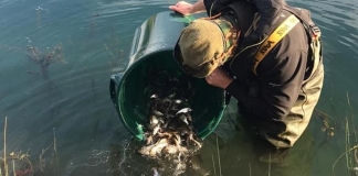 Somerset's rivers have been restocked with fish this month by the Environment Agency.