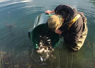 Somerset's rivers have been restocked with fish this month by the Environment Agency.