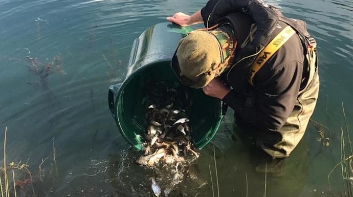 Somerset's rivers have been restocked with fish this month by the Environment Agency.