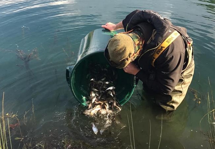 Somerset's rivers have been restocked with fish this month by the Environment Agency.