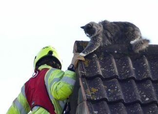 Cat rescued from roof top in East Brent