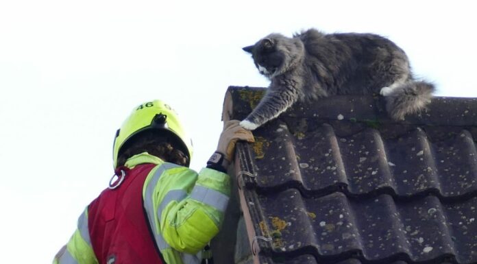 Cat rescued from roof top in East Brent