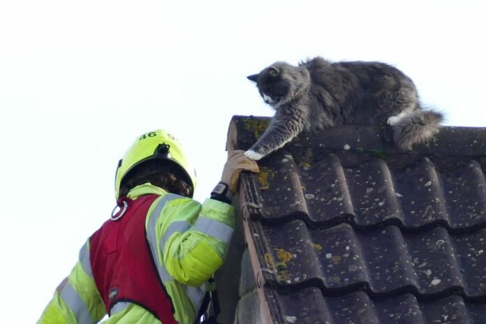 Cat rescued from roof top in East Brent Cat rescued from roof top in East Brent
