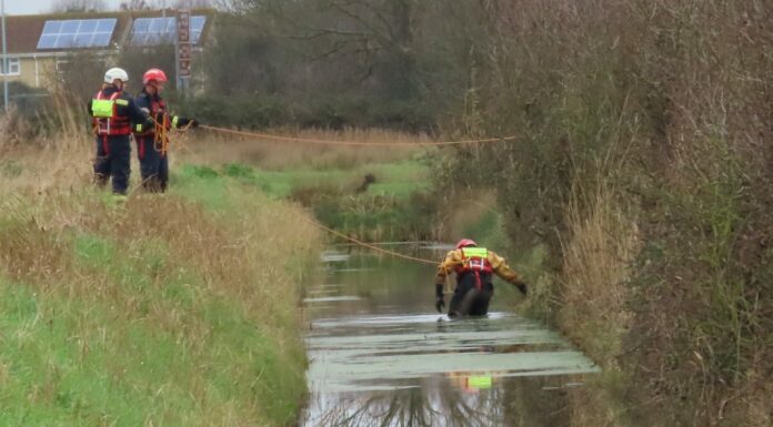 Stranded sheep rescued from Burnham-On-Sea rhyne