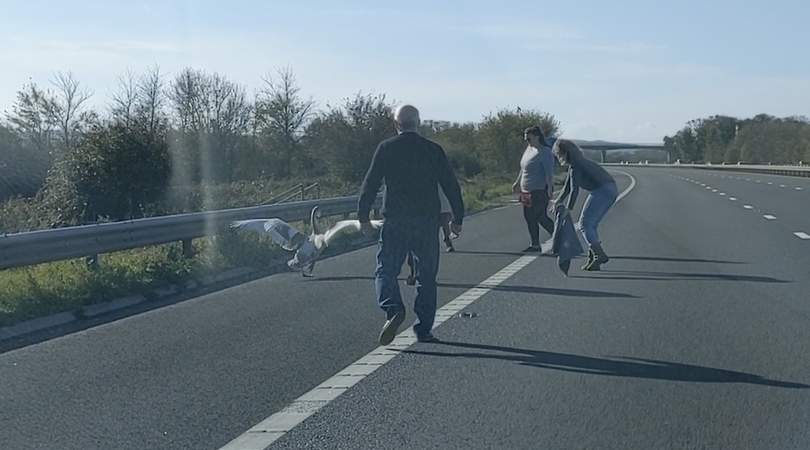 Swan rescued by motorists