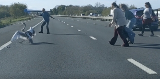 Swan rescued by motorists