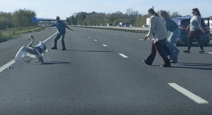 Swan rescued by motorists