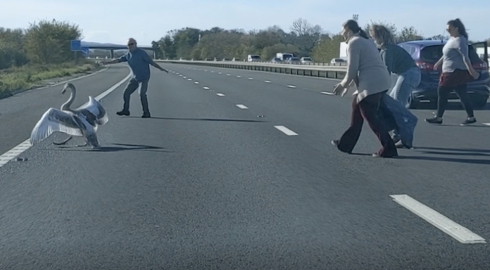Swan rescued by motorists