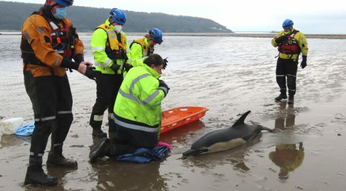 Dolphin Sand Bay beach