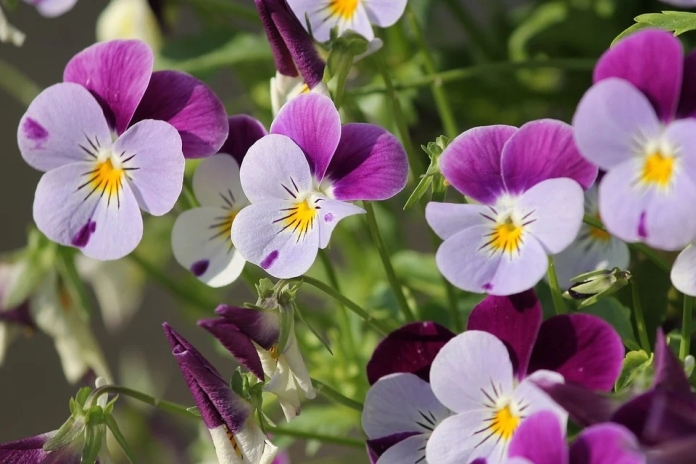 Garden flowers