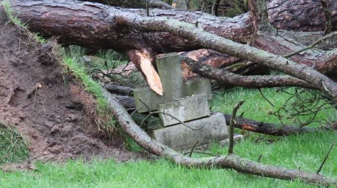 Burnham-On-Sea cemetery trees fall