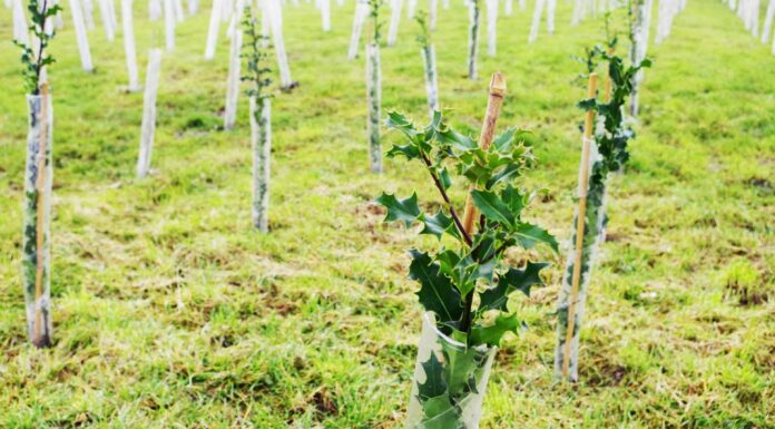 Stables Business Park tree plantation