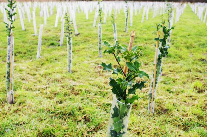 Stables Business Park tree plantation