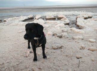 Ice on Burnham-On-Sea beach