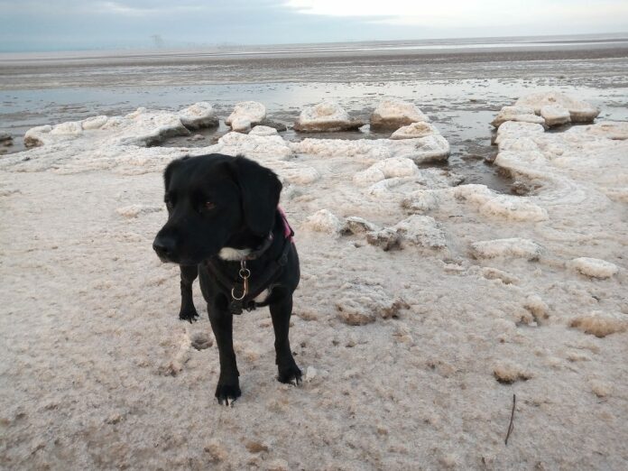 Ice on Burnham-On-Sea beach