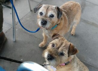 The two border terriers who are unwell