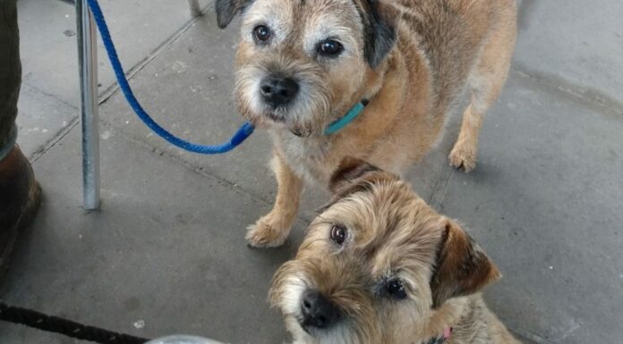 The two border terriers who are unwell