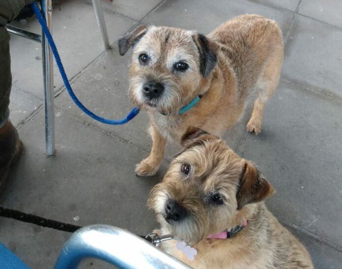 The two border terriers who are unwell