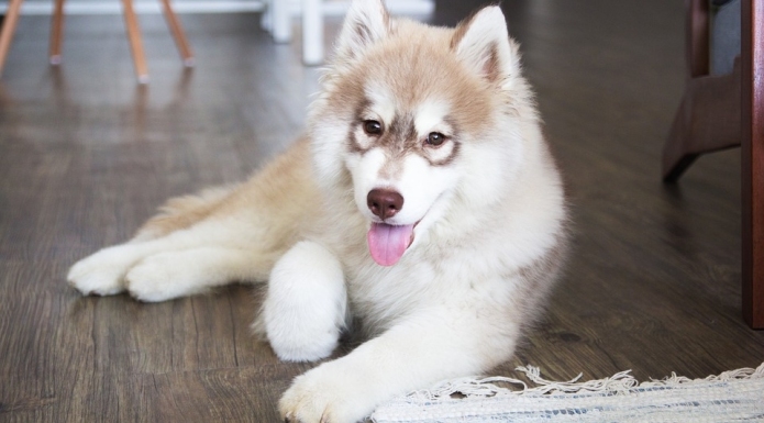 Husky dog