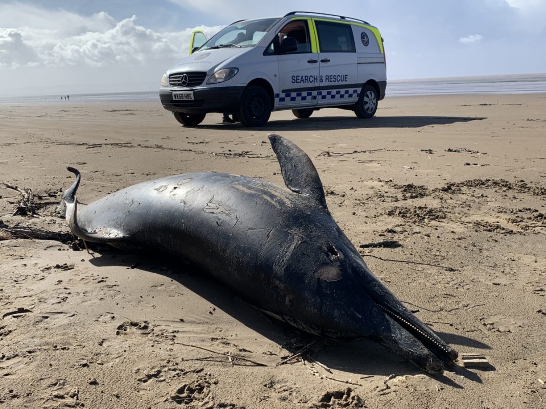 Dolphin on Brean beach near Burnham-On-Sea