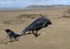 Dolphin on Brean beach near Burnham-On-Sea