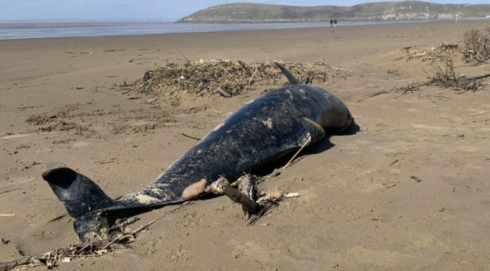 Dolphin on Brean beach near Burnham-On-Sea