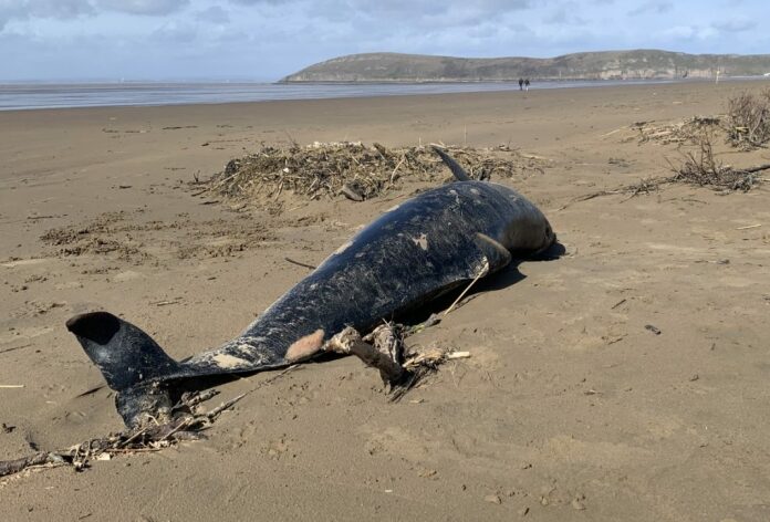 Dolphin on Brean beach near Burnham-On-Sea