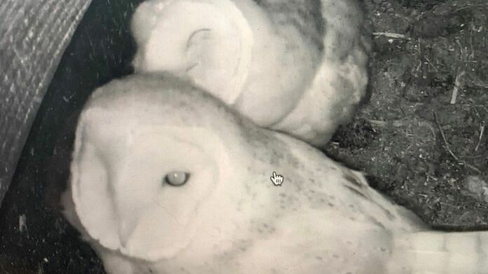 owl box webcam
