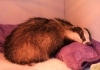 Secret World Wildlife Rescue