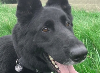 Avon and Somerset Constabulary: Force tribute to Police dog Jet