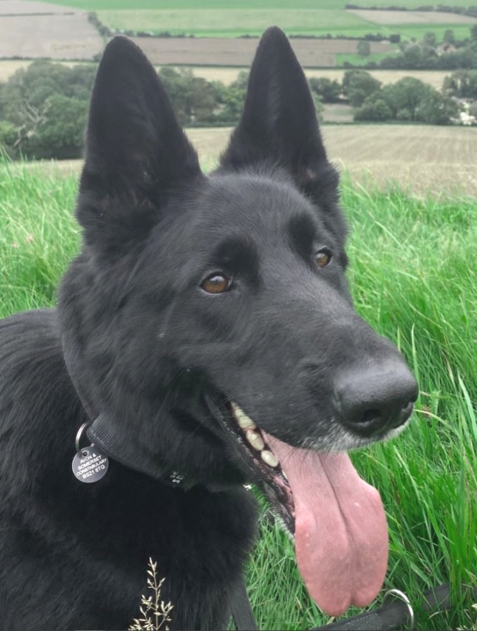 Avon and Somerset Constabulary: Force tribute to Police dog Jet