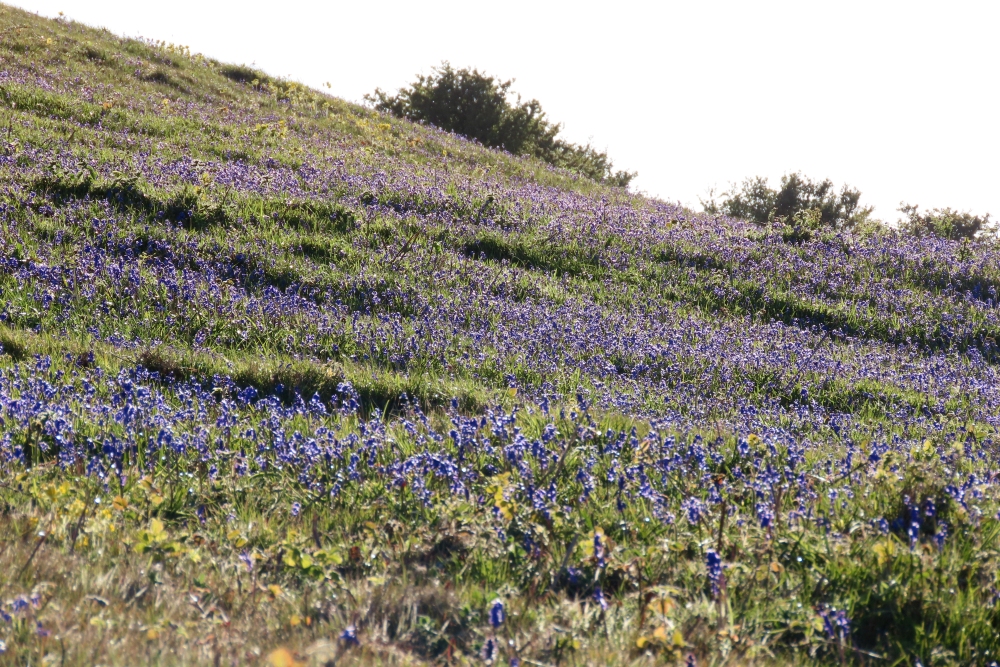 Brean Down bluebells