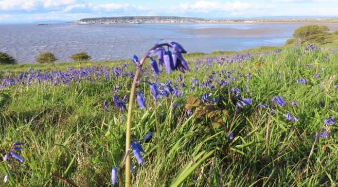 Brean Down bluebells