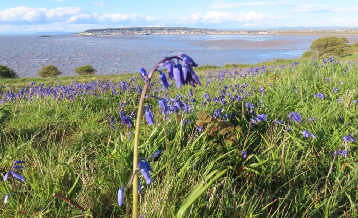 Brean Down bluebells