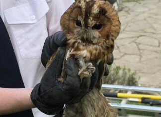 Owl rescued