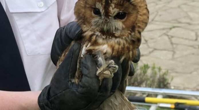 Owl rescued