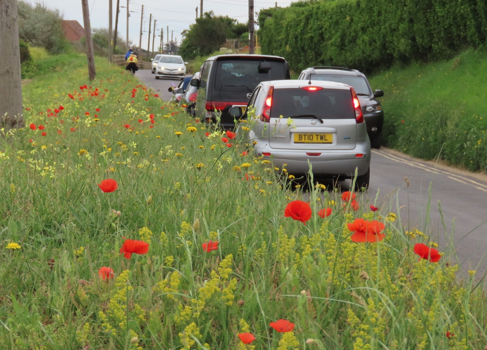 Poppies in Brean near Burnham-On-Sea