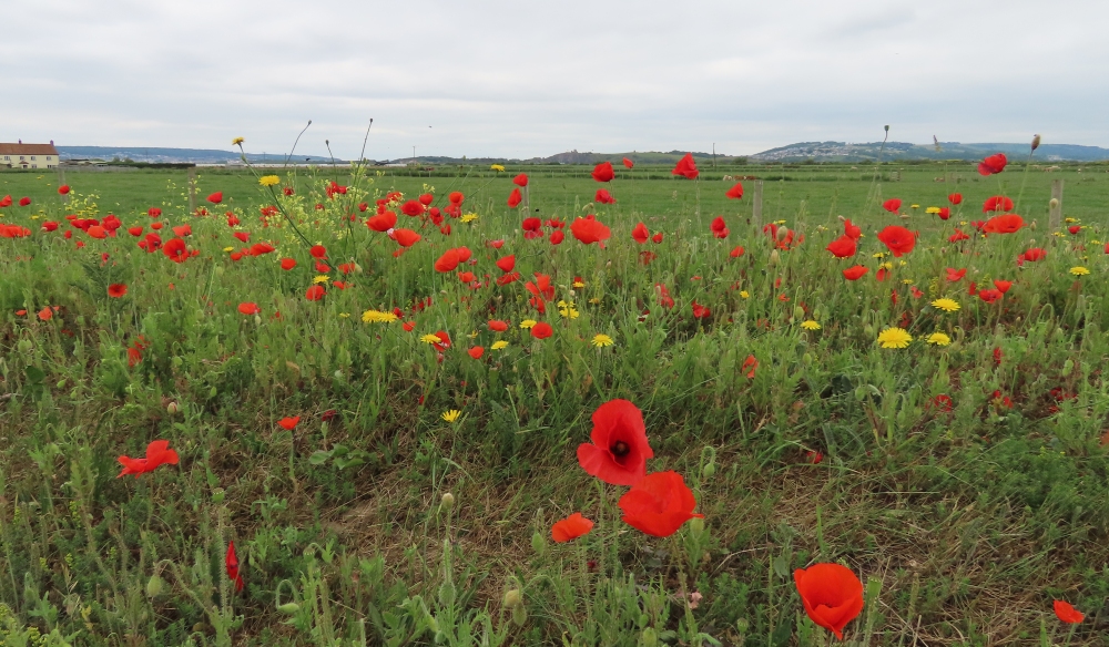 Poppies in Brean near Burnham-On-Sea