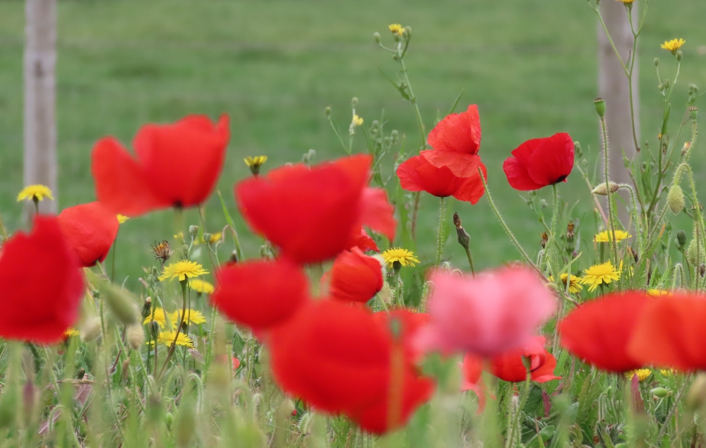 Poppies in Brean near Burnham-On-Sea