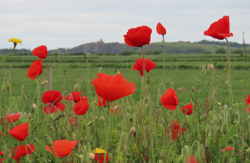 Poppies in Brean near Burnham-On-Sea