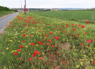 Poppies in Brean near Burnham-On-Sea