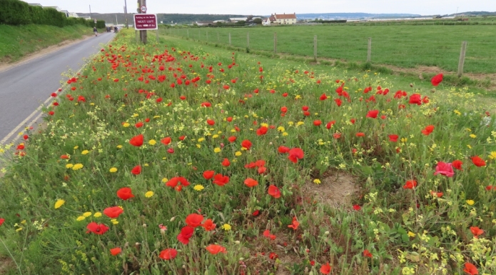 Poppies in Brean near Burnham-On-Sea