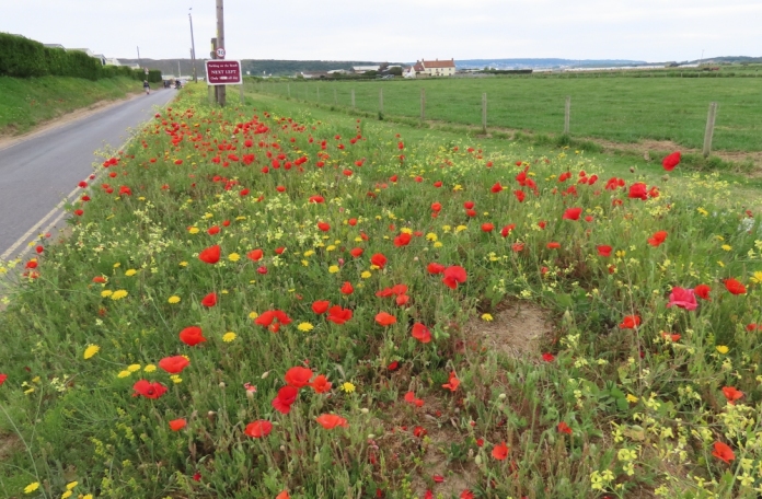 Poppies in Brean near Burnham-On-Sea