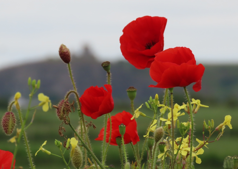 Poppies in Brean near Burnham-On-Sea