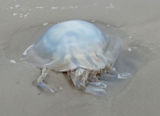 Jellyfish on Burnham-On-Sea beach