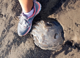 Jellyfish Burnham-On-Sea beach