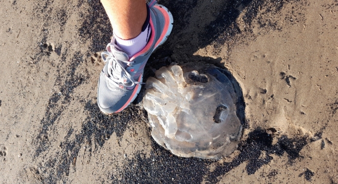 Jellyfish Burnham-On-Sea beach