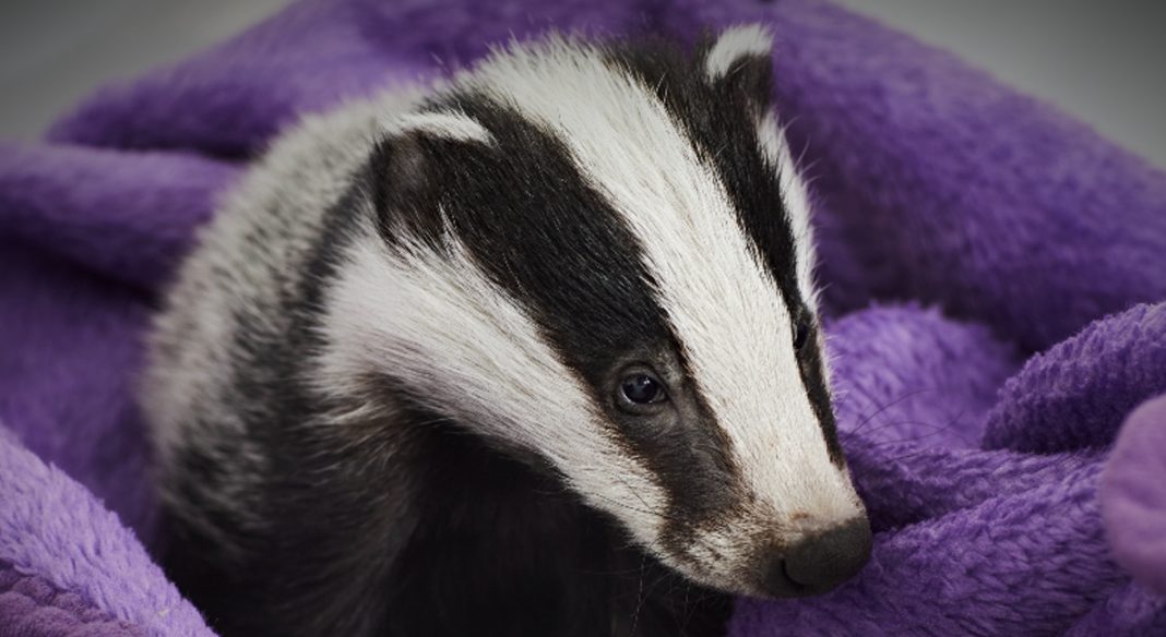 Secret World Wildlife Rescue announces online auction in place of ball evening Secret World Wildlife Rescue announces online auction in place of ball evening