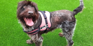 Dogs saved from neglect are transformed by Brent Knoll RSPCA centre's carers