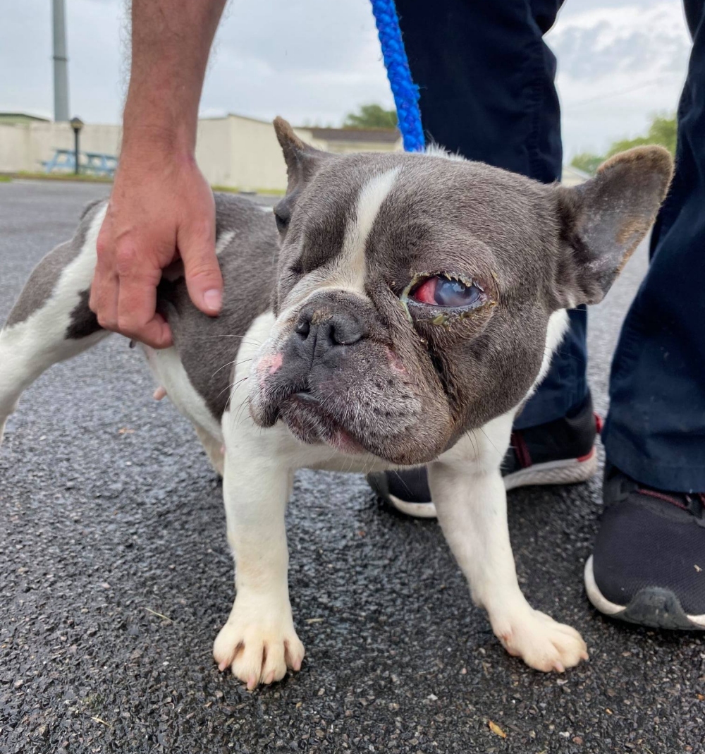 Dogs saved from neglect are transformed by Brent Knoll RSPCA centre's carers